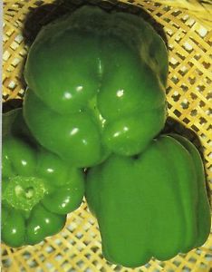 PEPERONE QUADRATO YOLO WONDER GR.10